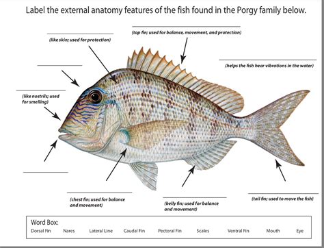 Fish Anatomy Worksheets