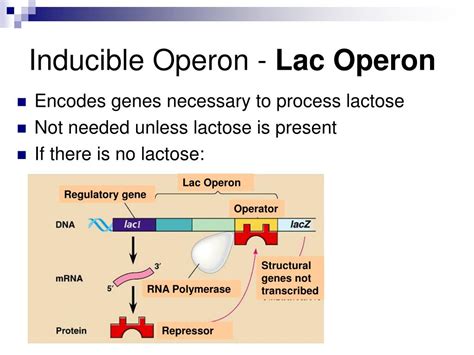 PPT - Control of Gene Expression PowerPoint Presentation, free download ...