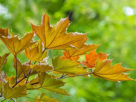 Tree branch with dark red leaves, Acer platanoides, the Norway maple ...