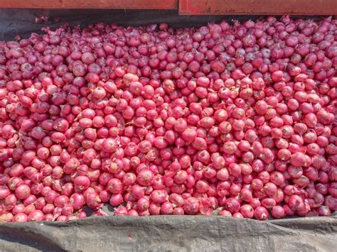 A Grade Maharashtra 40mm Fresh Pink Onion Loose At Rs 1200 Tonne In Nashik