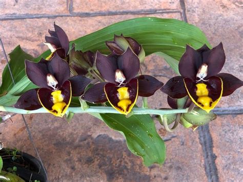 Pin De Nadja Cernov En Orquideas Orquideas Flores Plantas