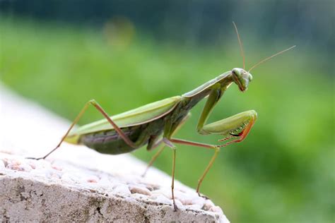 Grasshopper Vs Praying Mantis – WhatBugIsThat