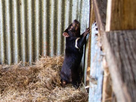 Tasmanian Devil Eating Stock Photos, Pictures & Royalty-Free Images - iStock