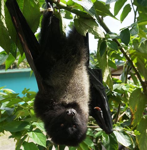 A Joint Effort To Save The Bougainville Monkey Faced Bat Bat