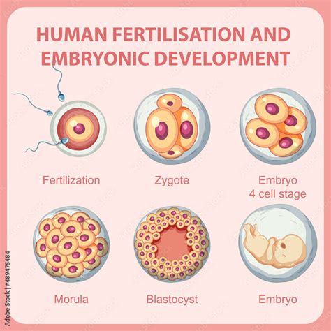 Human Fertilisation Embryonic Development In Human Infographic Stock