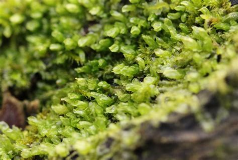 Leafy liverworts – Floral Finds