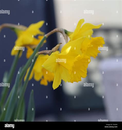 Blooming Bright Yellow Daffodils In A Closeup Photo In This Photo You