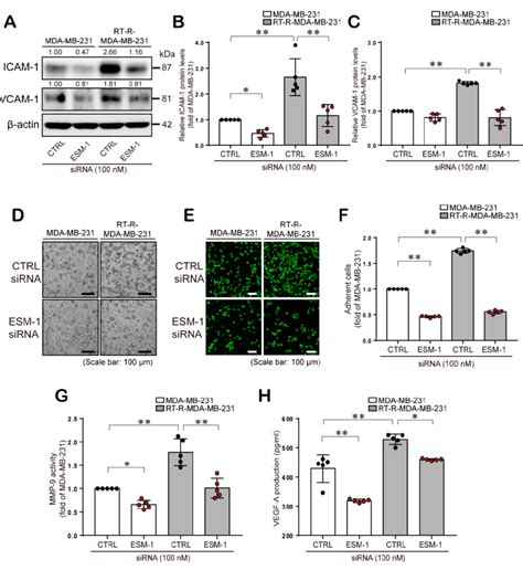 Esm Knockdown Reduces Icam And Vcam Protein Levels Resulting In