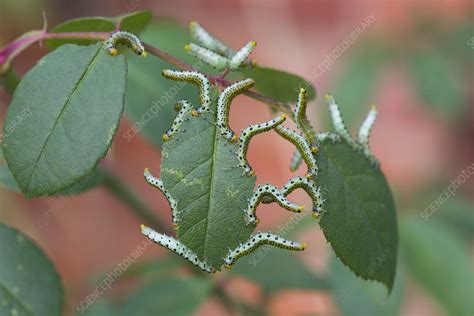 Large Rose Sawfly Larvae Feeding On Ornamental Rose Leaves Stock