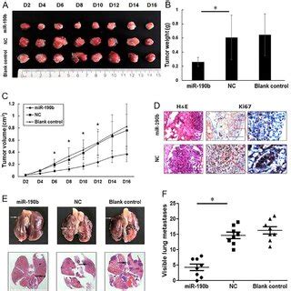 MiR 190b Suppresses Pancreatic Cancer Cell Proliferation In Vitro