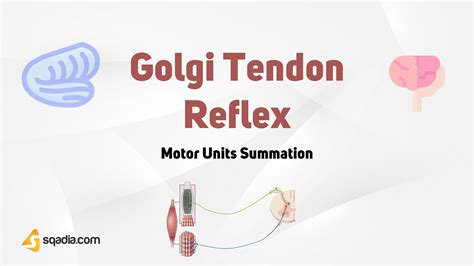 Motor Units Summation - Golgi Tendon Reflex