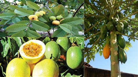 maracujá mamão e goiaba plantados em vasos super fácil veja como