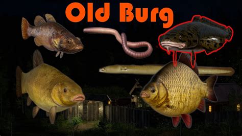 Russian Fishing Tench Burbot Trophy Carp Old Burg Lake Youtube