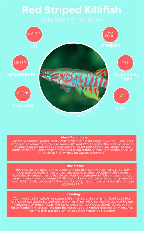 Types Of Killifish How To Care For Them