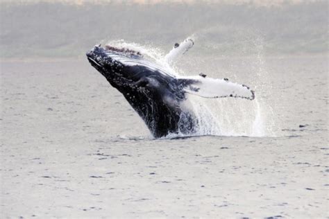 Avistamiento De Ballenas En El Estrecho De Magallanes Punta Arenas