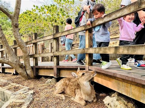 【新訊】12歲以下免費！「壽山動物園」暑假兒童免費玩，加碼週末延長開園，療癒之旅準備出發！ 17看遍全世界