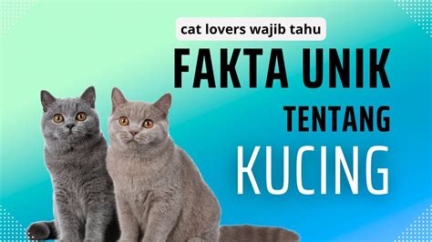 Fakta Unik Tentang Kucing Cat Lovers Wajib Tahu Dunia Kucing Youtube