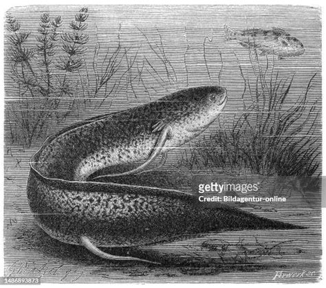 African Lungfish Fotografías E Imágenes De Stock Getty Images