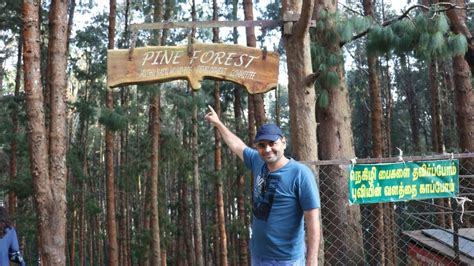 Pine Forest Pine Forest Ooty Pine Forest Ooty Movie Shooting Ooty