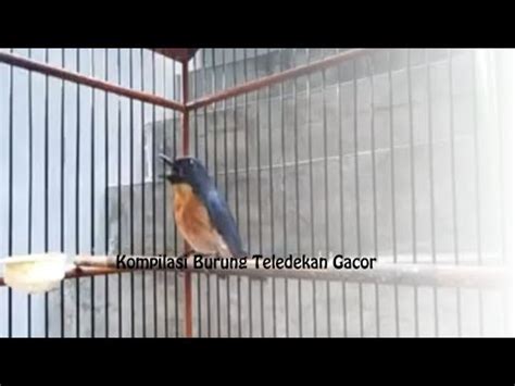 Kompilasi Kicau Burung Teledekan Gunung Gacor Untuk Pancingan Youtube