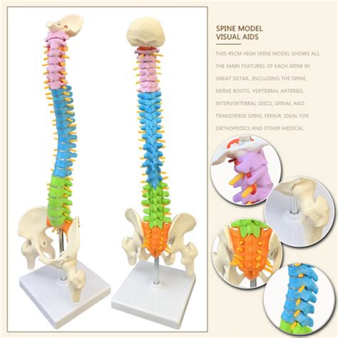 Coluna Vertebral Colorida De Cm Da Coluna Vertebral Humana Esqueleto