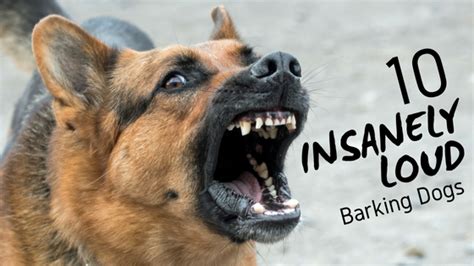 10 Insanely Loud Barking Dogs Barkblaster