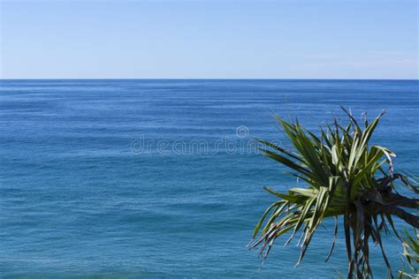 Rvore Pandanus Em Perspectiva Mar Tima E A Rea Imagem De Stock