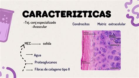 Tejido Cartilaginoso Apuntes Para Histologia PPT