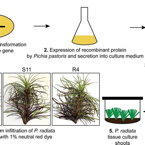 Overview Of The Pine Shoot Vacuum Infiltration Method Developed In This