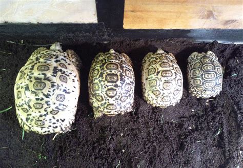 Leopard Tortoise Growth Rates - Leopard Tortoises