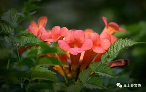 毛艳【汉水悠悠】开不败的凌霄花