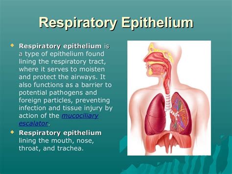 Respiratory epithelium