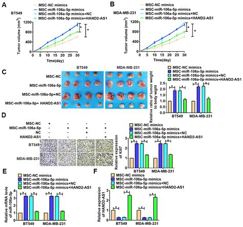 Lncrna Hand As Suppressed The Growth Of Triple Negative Breast Cancer