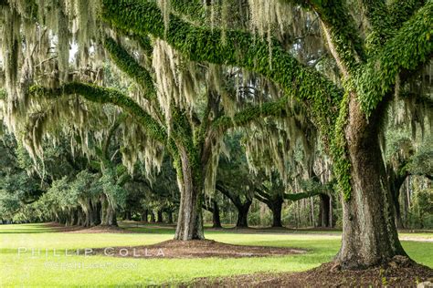 Boone Hall Plantation Charleston South Carolina Quercus Virginiana