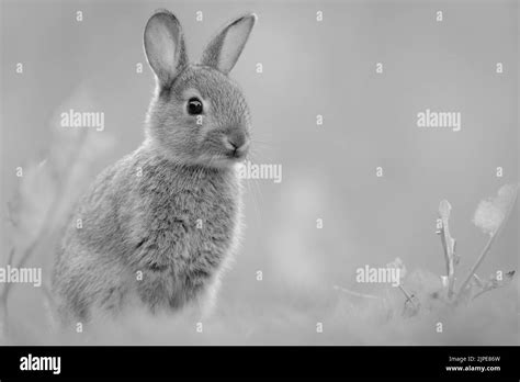 Rabbit Looking Beautiful In Grassland Stock Photo Alamy