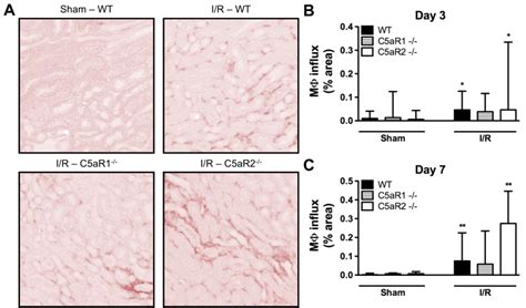 Infiltrated Macrophages After Renal Ischemia Reperfusion Injury In WT