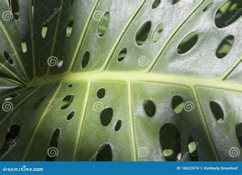 Palm Leaf With Holes Stock Photo Image Of Tree Veins