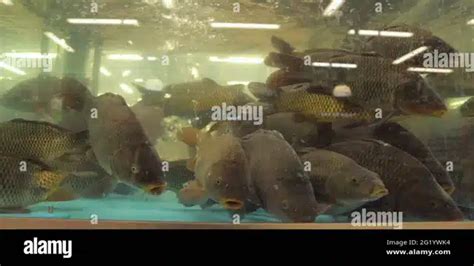 What License Do I Need To Sell Aquarium Fish Your Complete Guide Do I