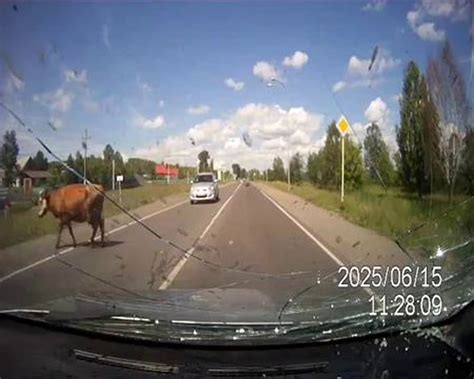 Russian Dashcam Captures Moment Randy Cow Is Hit By Car As It Crosses Road While Having Sex