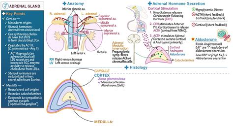 Adrenal Glands Release Which Hormone