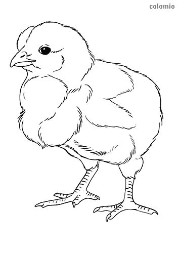 Dibujos De Pollos Para Colorear Im Genes De Pollo Para Colorear