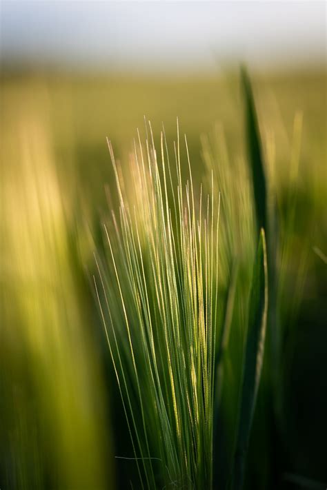 Green grass photo – Free Plant Image on Unsplash