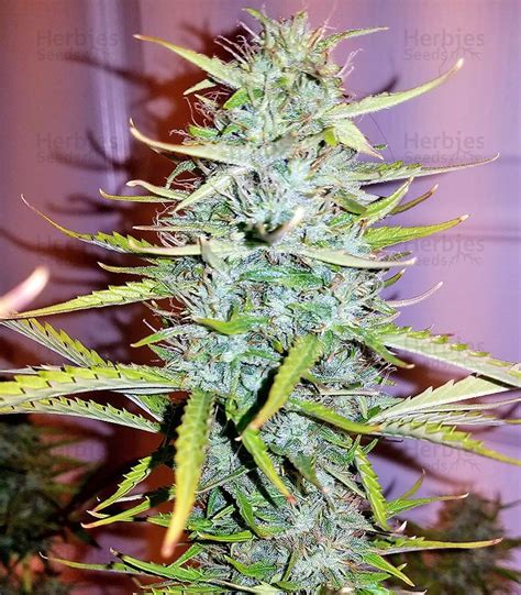 Critical Feminized Seeds For Sale Information And Reviews Herbies