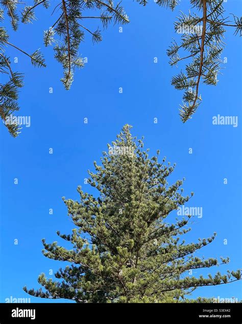 Norfolk Island Pine Trees Hi Res Stock Photography And Images Alamy