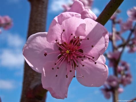 Peach Flower – FREEBigPictures.com