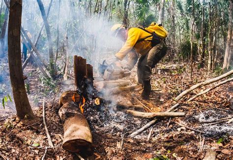 Incendios Forestales Afectan Más De Dos Mil 600 Hectáreas En Q Roo