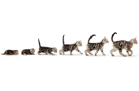 Croissance Du Chaton Volution Du Poids Du Chat De La Naissance