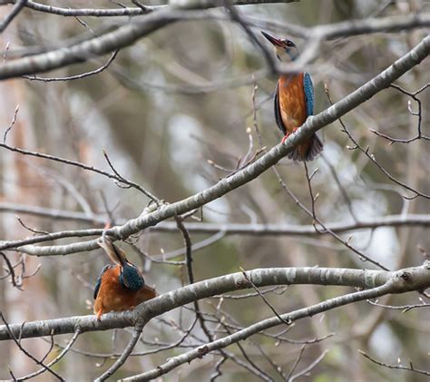 K Ijsvogel Alcedo Atthis Eisvogel River Kingfishe Flickr