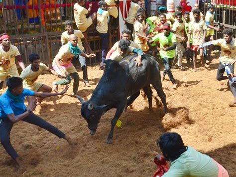 Brothers grab top 2 positions at riveting Alanganallur Jallikattu event ...