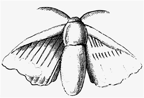 Silk Moth Moth Nature Bug Insect Silk Moth Drawing 960x605 Png